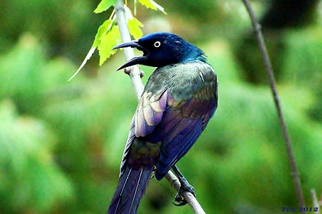 Beautiful Purple Grackle