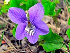 Common Violet (Viola odorata) (8337402801).jpg