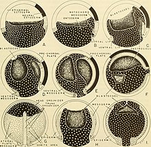 Transition from the gastrula stage to the neurula stage Comparative embryology of the vertebrates; with 2057 drawings and photos. grouped as 380 illus (1953) (20047812224).jpg