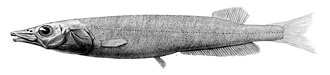 Drawing of Conocara macropterum. Conocara macropterum1.jpg