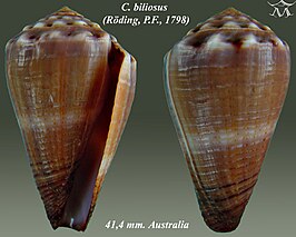 Conus biliosus