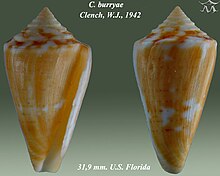 Conus burryae 2.jpg