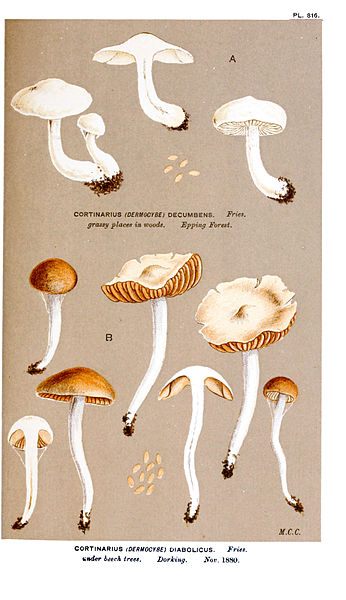 File:Cooke-Illustrations of British Fungi-Pl.816.jpg