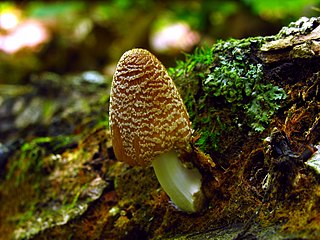 <i>Coprinellus domesticus</i> Species of fungus