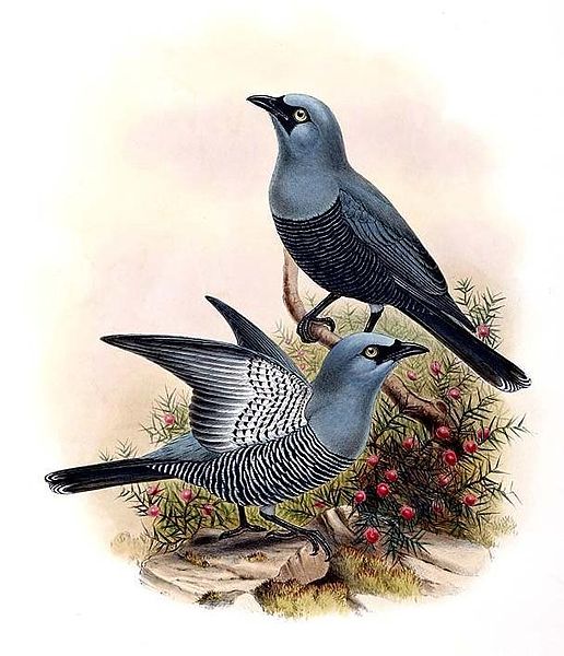 File:Coracina lineata by John Gould.jpg