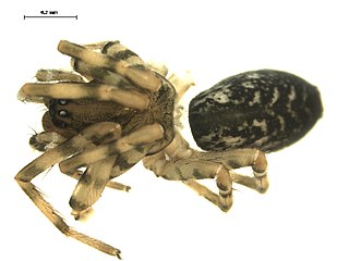 <i>Coras montanus</i> Species of spider