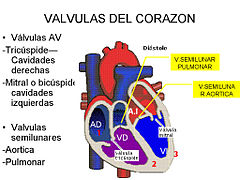 Corazón - Válvulas - 001.jpg