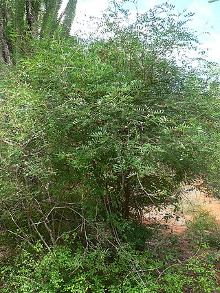 <i>Dupuya madagascariensis</i> Species of legume