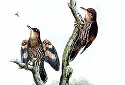 Cormobates placens by John Gould (cropped).jpg