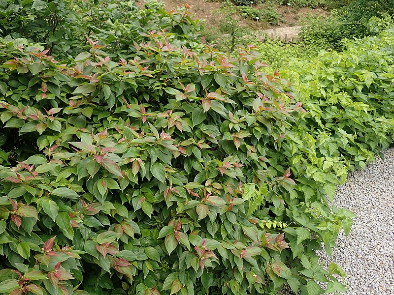 File:Cornus pumila 2020-06-23 9694.jpg