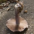 カワムラフウセンタケ Cortinarius purpurascens