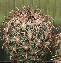 Coryphantha kracikii.jpg