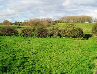 <span class="mw-page-title-main">Cotes Grassland</span>