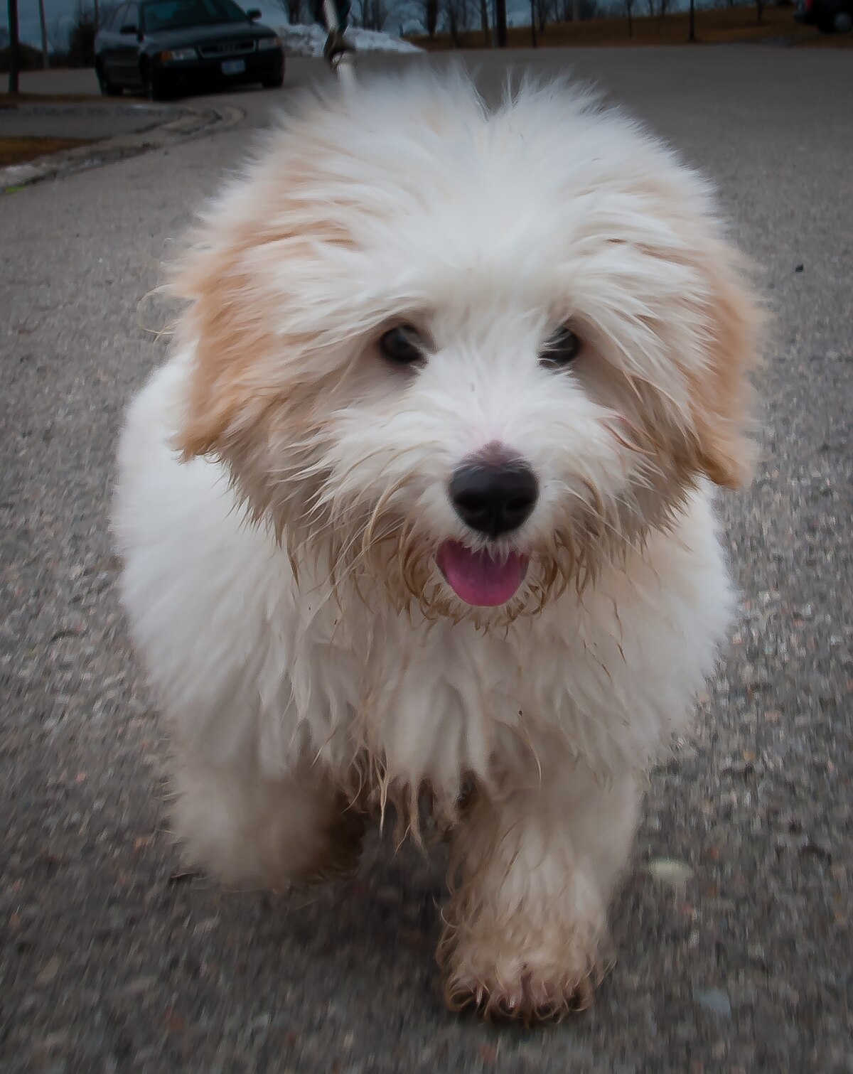 Coton de tulear