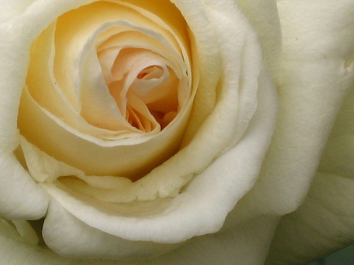 Кремовая роза палитра