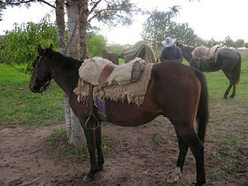 Havainnollinen kuva artikkelista Paraguayan Criollo