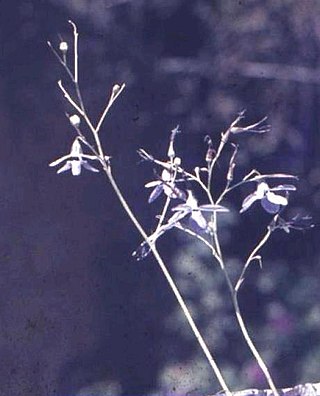 <i>Conanthera</i> Genus of flowering plants