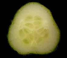 Cross-section of a cucumber pepo (Cucumis sativus) Cucumis sativus 01 ies.jpg