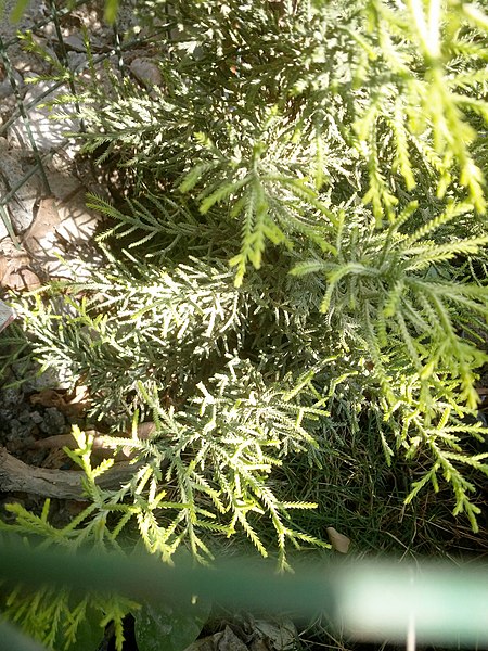 File:Cupressus macrocarpa 'Goldcrest' at Akola, Maharashtra, India2.jpg