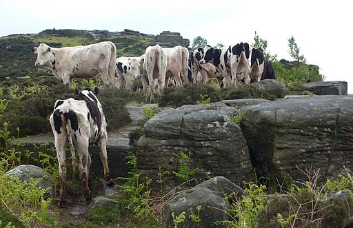 Curbar Edge cattle - geograph.org.uk - 1888791