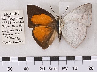 <i>Curetis santana</i> Species of butterfly