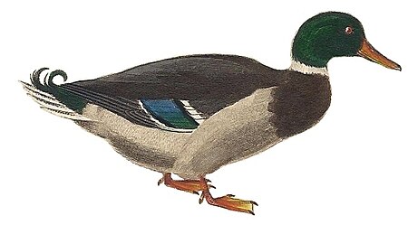 ไฟล์:Cuvier-97-Canard_colvert.jpg