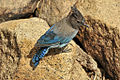 Cyanocitta stelleri -Yosemite-8.jpg