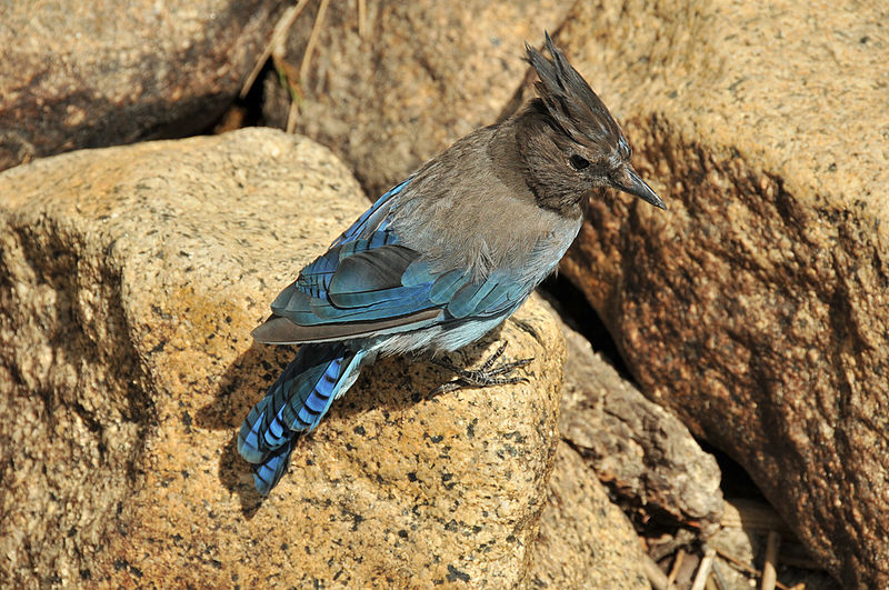 File:Cyanocitta stelleri -Yosemite-8.jpg