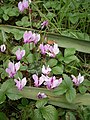 Cyclamen hederifolium