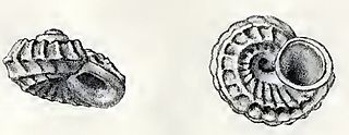 <i>Lodderia coatsiana</i> species of mollusc