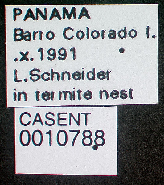 File:Cylindromyrmex meinerti casent0010788 label 1.jpg