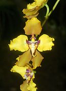 Cyrtochilum macranthum