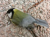 Uk: Neornithes Ik: Neognathae Öo: Neoaves Passerea Telluraves Australaves Passerimorphae O: Passeriformes Uo: Passeri Io: Passerida Öf: Sylvioidea F: Paridae S: Parus A: Parus major Svenska: Död talgoxe i korsningen S:t Olofsgatan-Trädgårdsgatan, Falköping, Västergötland.