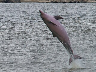 Tucuxi Species of mammal