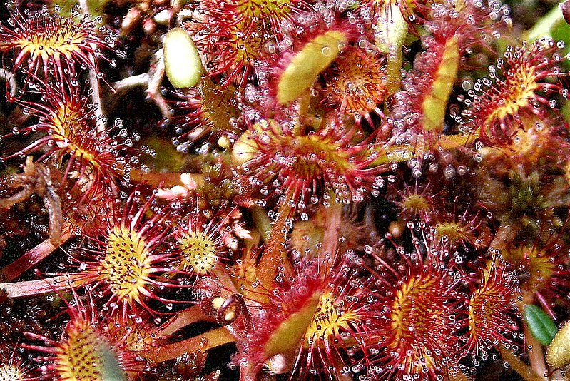 File:DROSERA ROTUNDIFOLIA. (1).jpg