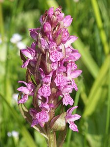 Orchis incarnat