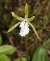 Dactylostalix ringens Japan - Mount Chō