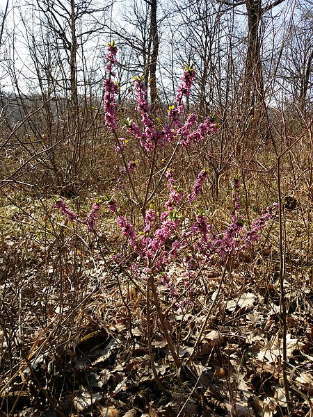 File:Daphne mezereum sl10.jpg