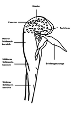 Hình thu nhỏ cho Tập tin:DarlingtoniaZones.png