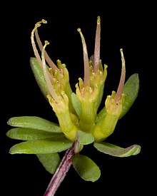 Darwinia thymoides - Flickr - Кевин Тиле.jpg