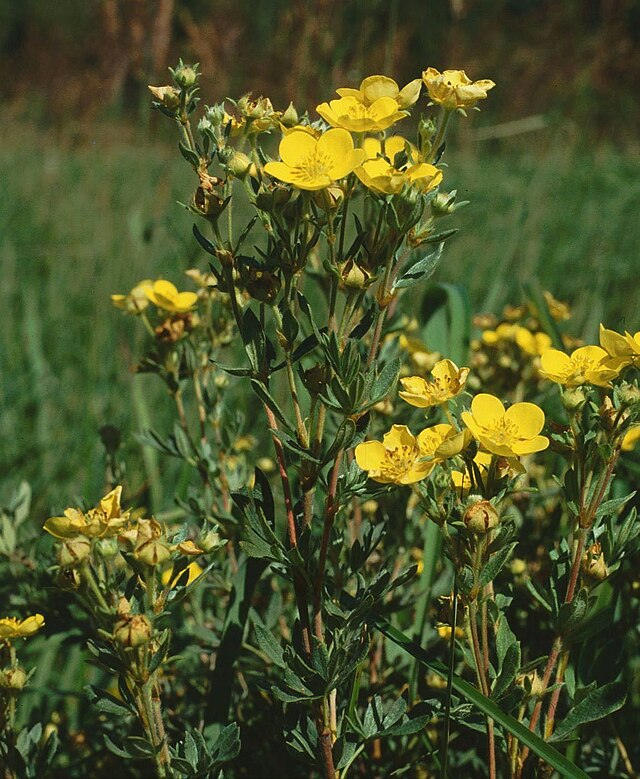 Лапчатка (dasiphora fruticosa