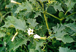 Vignette pour Datura