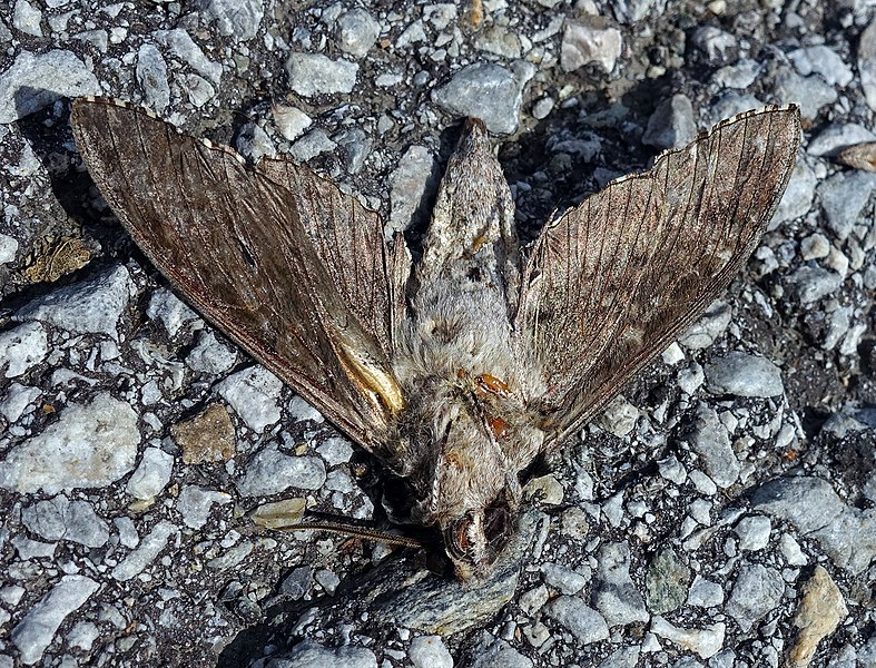 File:Dead lepidoptera.jpg