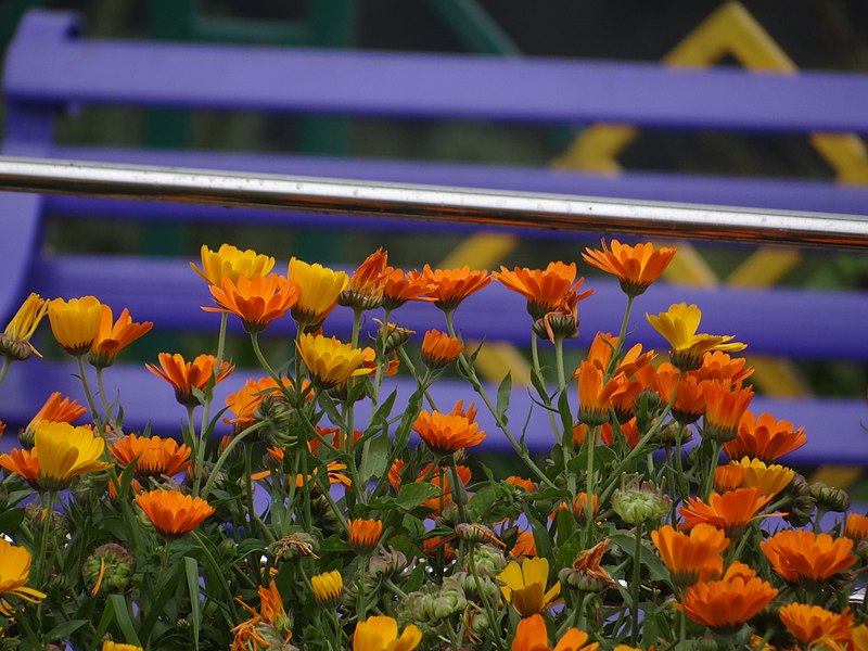 File:Decorative flowers.jpg