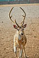* Nomination: Spotted Deers of Sundarbans --Fabian Roudra Baroi 19:19, 8 January 2023 (UTC) * Review  Oppose Digital errors in the image (between the horns) --Grunpfnul 20:13, 8 January 2023 (UTC) @Grunpfnul:  Done Thanks for the review, I tried to fix the image --Fabian Roudra Baroi 02:10, 9 January 2023 (UTC)