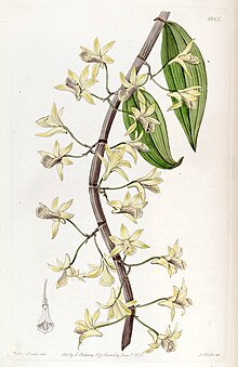 Dendrobium aphyllum (как Dendrobium macrostachyum) - Edwards vol 22 pl 1865 (1836) .jpg