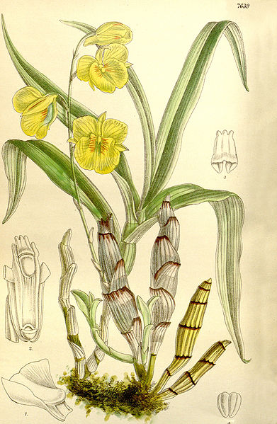 File:Dendrobium capillipes - Curtis' 125 (Ser. 3 no. 55) pl 7639 (1899).jpg