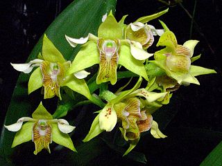 <i>Dendrobium macrophyllum</i> Species of plant