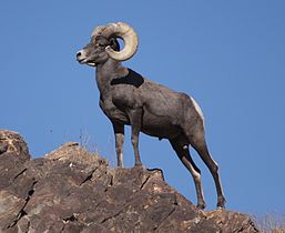 Joshua Tree National Park