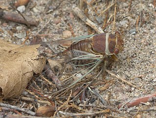 <i>Diceroprocta</i> Genus of true bugs